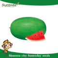 Suntoday resiant para aquecer a relíquia verde frio melhorar a fruta para plantar sementes imagem híbrido vegetal F1 sementes de melão de água sudão